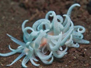 nudibranch_white_diving_candidasa_tauchen_tauchschule_tauchbasis_divingde_dive_centre_dive_course_bali_indonesia_indonesien.JPG